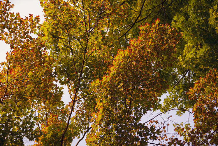 Branches and leaves of a maple tree during the beginning of fall.